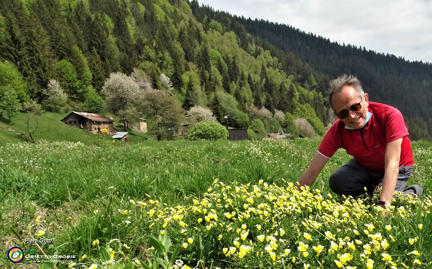 59 Fiori gialli. di viola gialla (viola biflora)...JPG